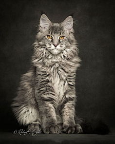 com robert sijka 拍摄的一组缅因猫的图片,透露出满满的威严感.