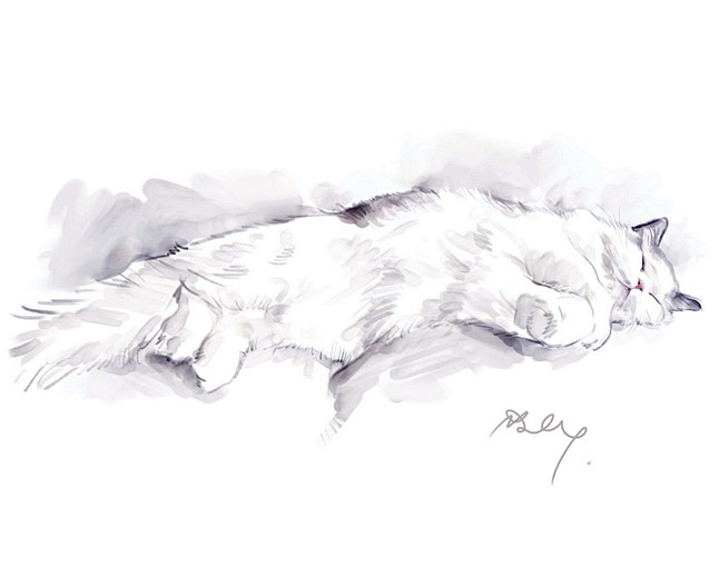 画猫,宠物画像,猫咪画像,猫咪手绘