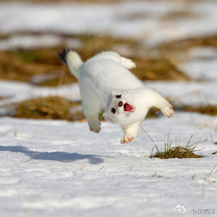 果壳问答萌物鉴定这是白鼬它也叫扫雪因为尾巴会在雪地上扫来扫去的这