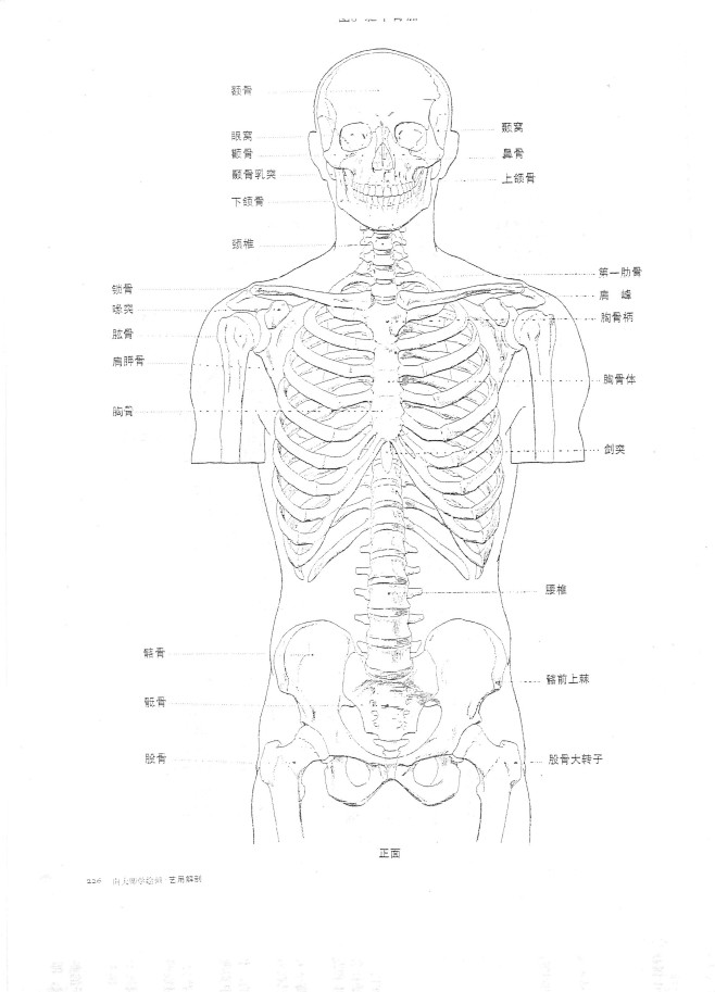 躯干骨骼正面