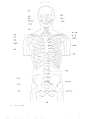 躯干骨骼正面