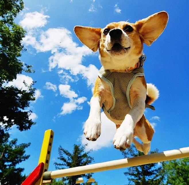 努力跳高的比格犬insjunmit7