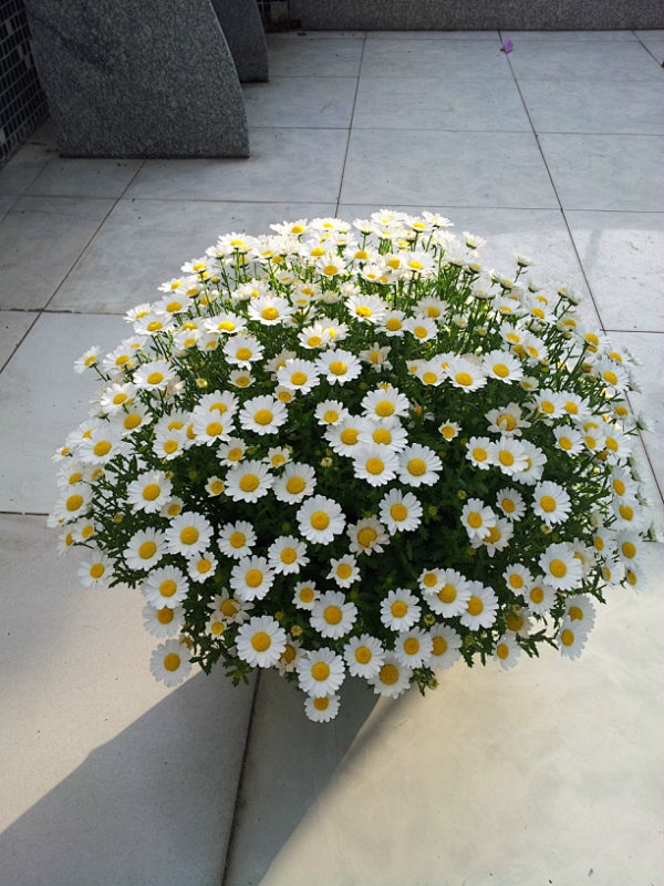 白晶菊