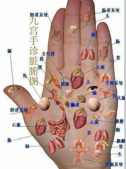 手心出汗肺脾虚,指肚泛红血脂高; 五指关.