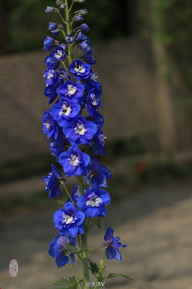 高翠雀花