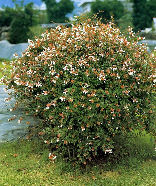 abelia grandiflora大花六道木