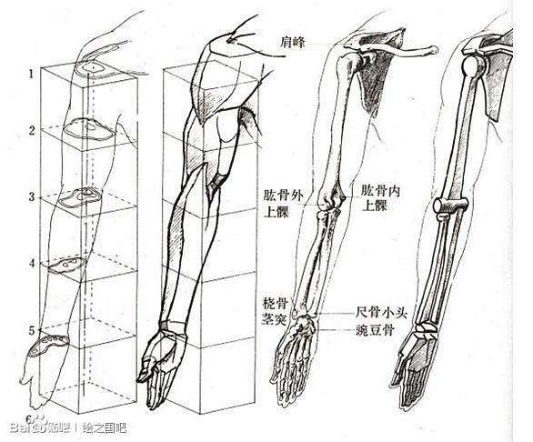 漫画手绘教程手臂