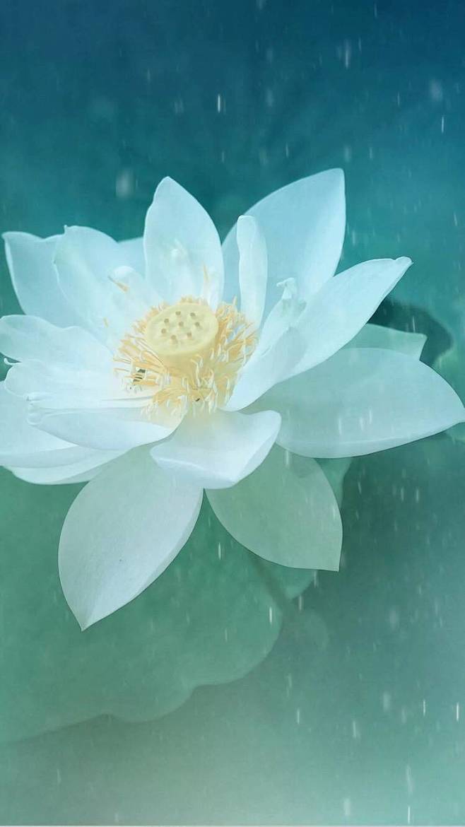 一方一净土,一笑一尘缘;一念一清净,心是莲花开.