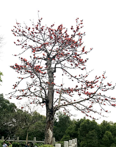 《植物》-开花乔灌木