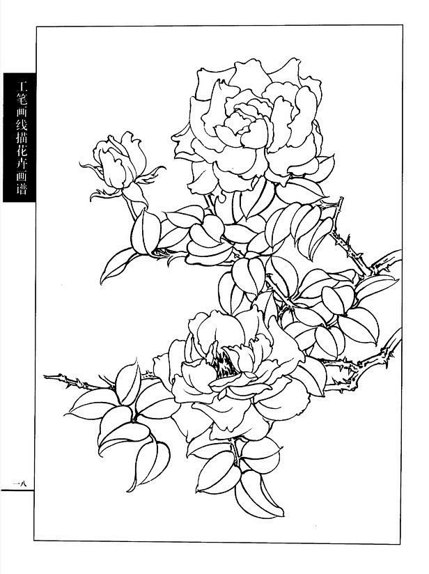 18:08:02工笔画线描花卉画谱(月季篇)白描花卉-月季 蔷薇 玫瑰梅花小