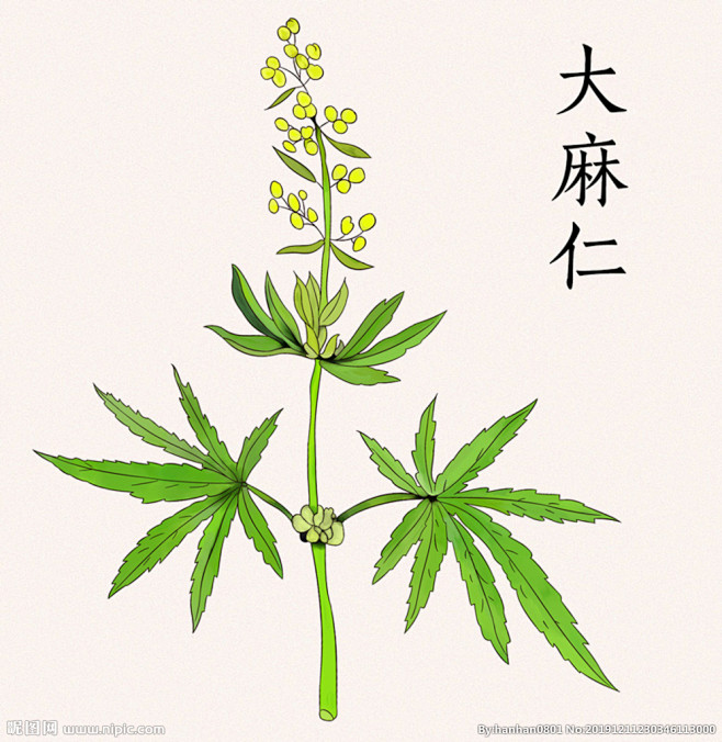 手绘大麻仁