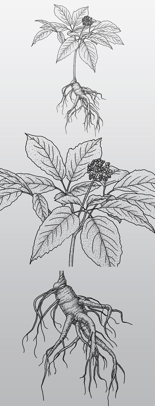 原创黑白东北长白山西洋参人参中草药产品插画包装设计素材元素