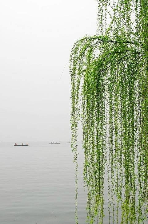 柳条