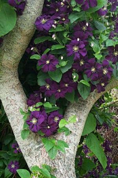 plant植物h铁线莲clematis