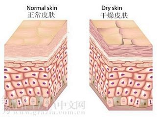 皮肤结构图