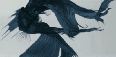 yh-d采集到街头涂鸦/gif