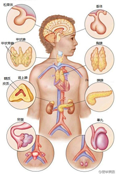 com 李哲教你学解剖:#内分泌系统#可谓四两拨千斤的作用. weibo.com