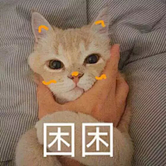 猫咪表情包