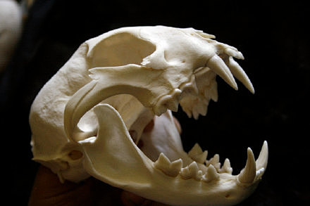 猫科动物的头骨结构依次为虎狮子美洲豹花豹美洲狮猎豹短尾猫猞猁家猫