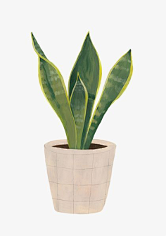 com 植物盆栽水彩插画 hermano gato pinterest.com