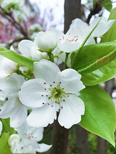 梨花漫天