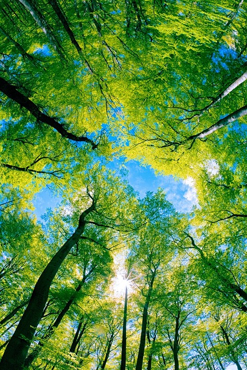 68高清森林树木仰望天空苍天大树四季树叶树枝摄影图片ps设计素材淘宝