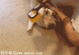 com-kingna-沐小佳64从eryu转采于2017-06-25 01:39:27摄影-萌宠