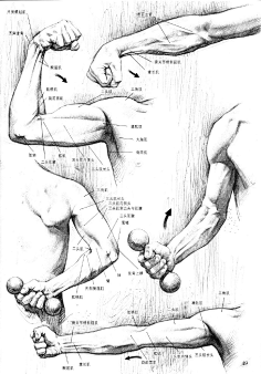 com #绘画参考学习#手臂手部肌肉结构 手臂结构 人体肌肉 人体机构