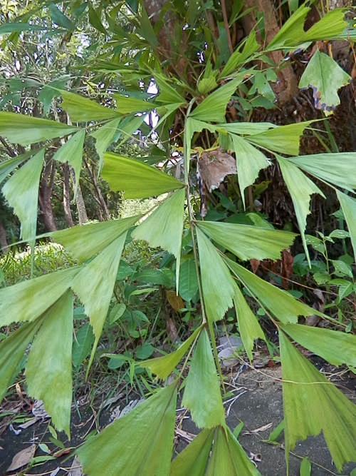 10短穗鱼尾葵1别名分株鱼尾葵丛立孔雀椰子株高24m叶色淡绿常绿木本