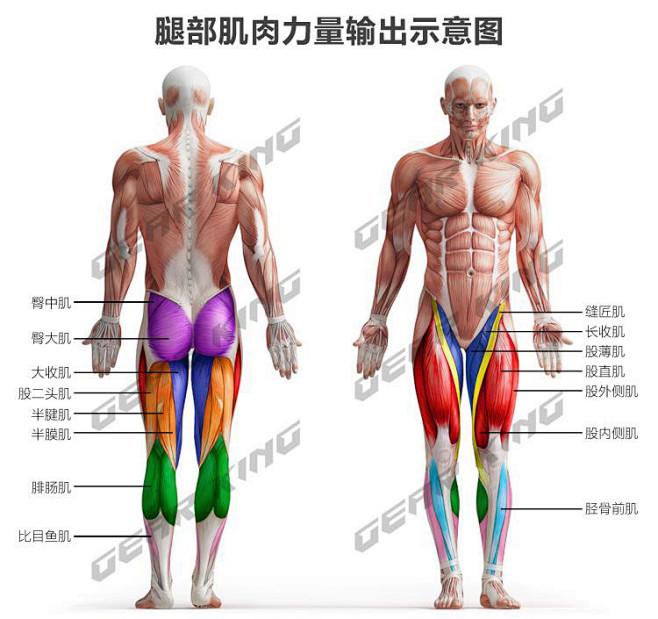 人体骨骼肌肉