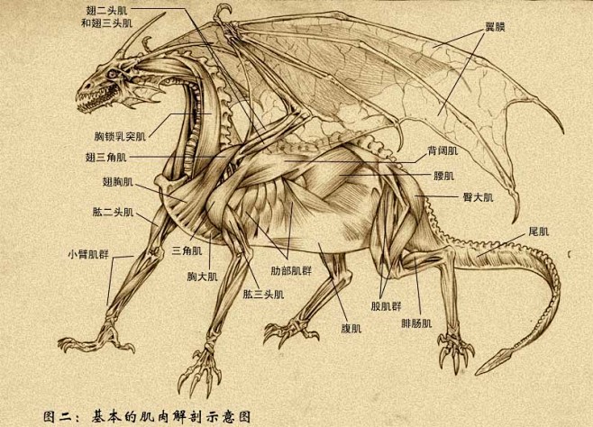 浏览动物解剖图猿猴解剖图龙解剖图犬的解剖看图幻想生物吧百度贴吧