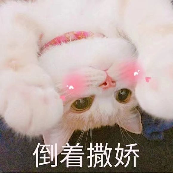 超可爱猫咪表情包