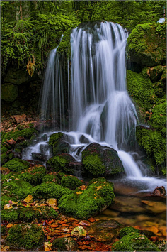 树.叶.山.水