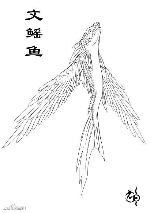 文鳐鱼鳐