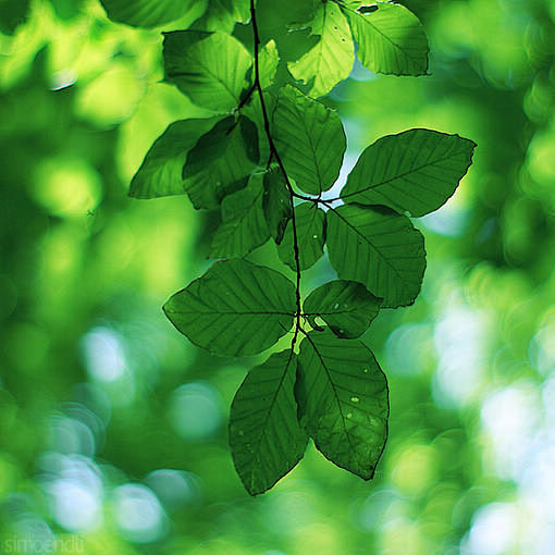 给夏天一片绿荫唯美图片q友乐园