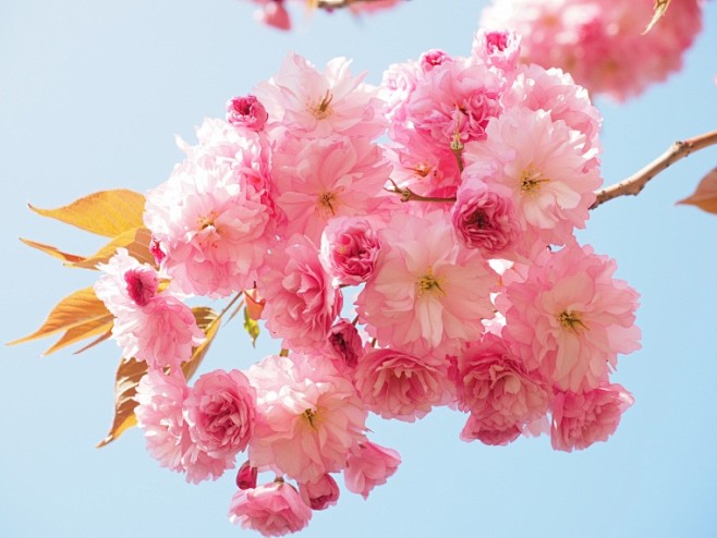 00:31:34花 花枝 开花 树枝的花 春天 春 樱花 唯美 浪漫花楼兰π同采