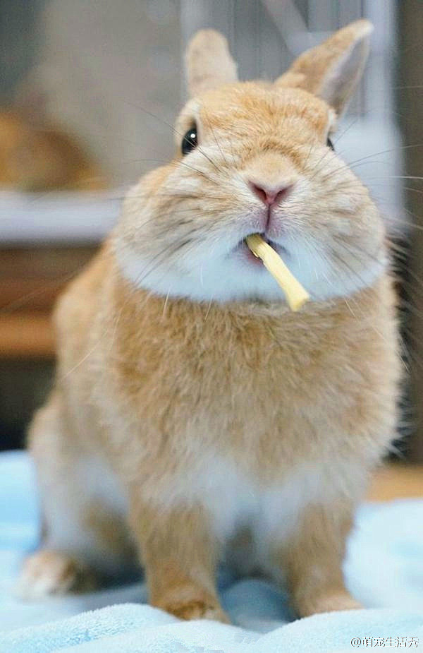 国外一推主家的兔纸potato,明明靠卖萌吃饭抱拳表情包动图图片