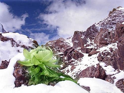 天山雪莲新疆雪莲