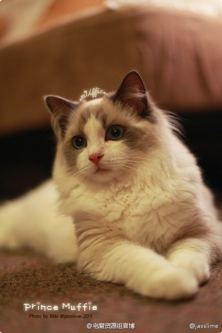 com #图包##萌宠# 这是@jasslime家的muffie ,被誉为史上最美布偶猫