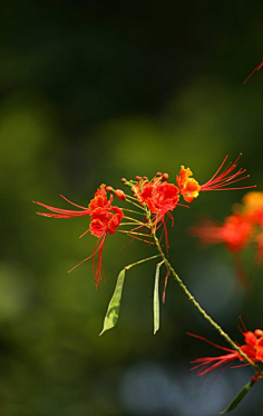 凤凰花-花瓣网|陪你做生活的设计师 | 距# #鲜花