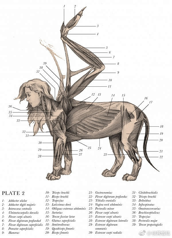 com 幻想生物的肌肉骨骼结构解剖《the resurrectionist》 艺术家 e.