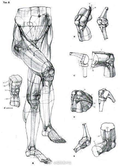 com 艺用人体膝盖关节的画法 . 下肢结构解剖分享 .
