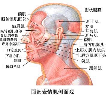 头部肌肉