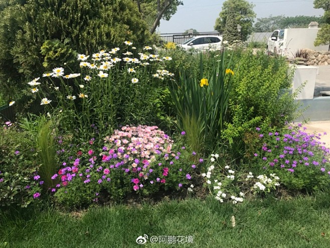 植物-花境