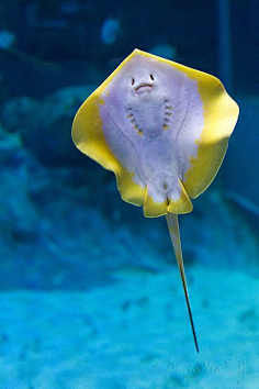 海洋生物