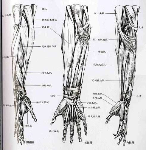 转载艺用人体解剖
