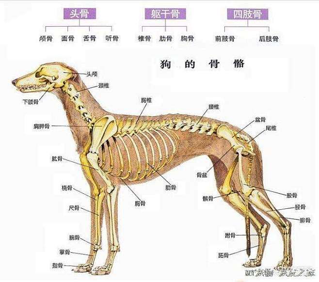 动物骨骼肌肉图