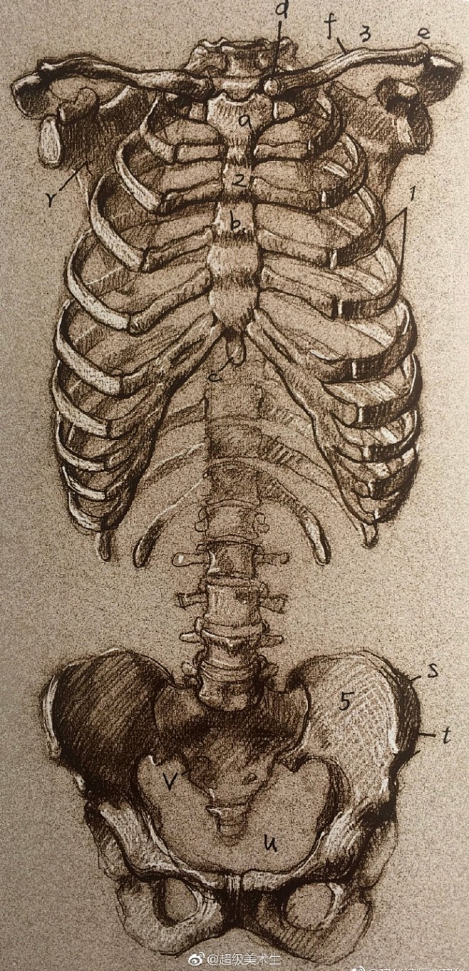 胸腔,脊椎,骨盆与胸腹背肩肌肉 . 画素描人物速写必备素材 . .