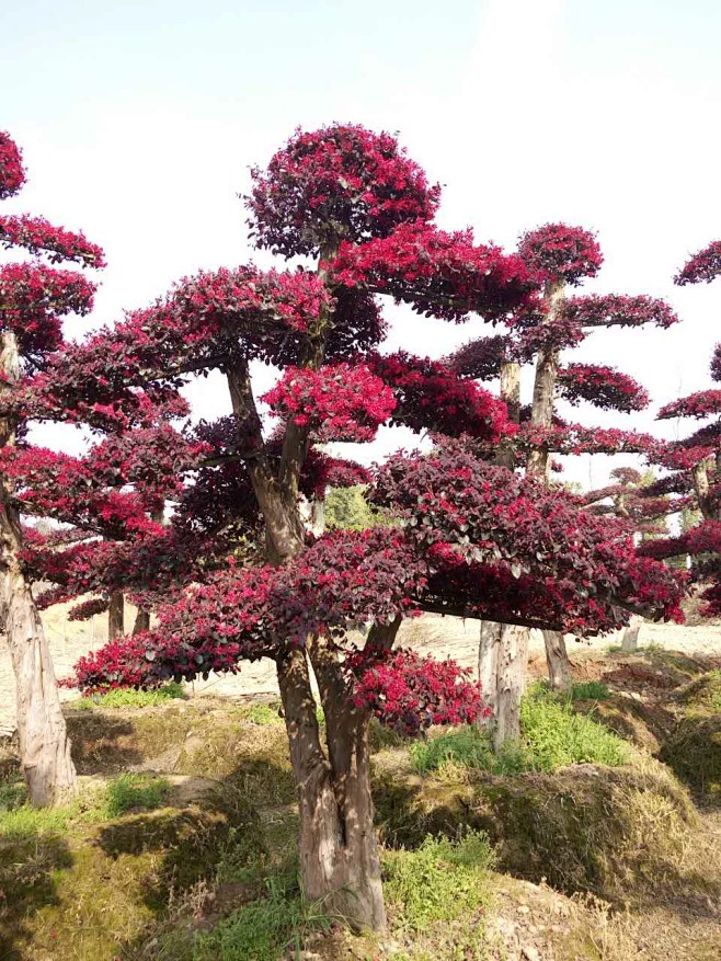 植物-花瓣网|陪你做生活的设计师 红继木