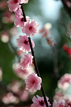 桃花 梅花